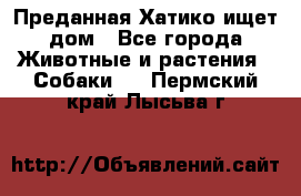 Преданная Хатико ищет дом - Все города Животные и растения » Собаки   . Пермский край,Лысьва г.